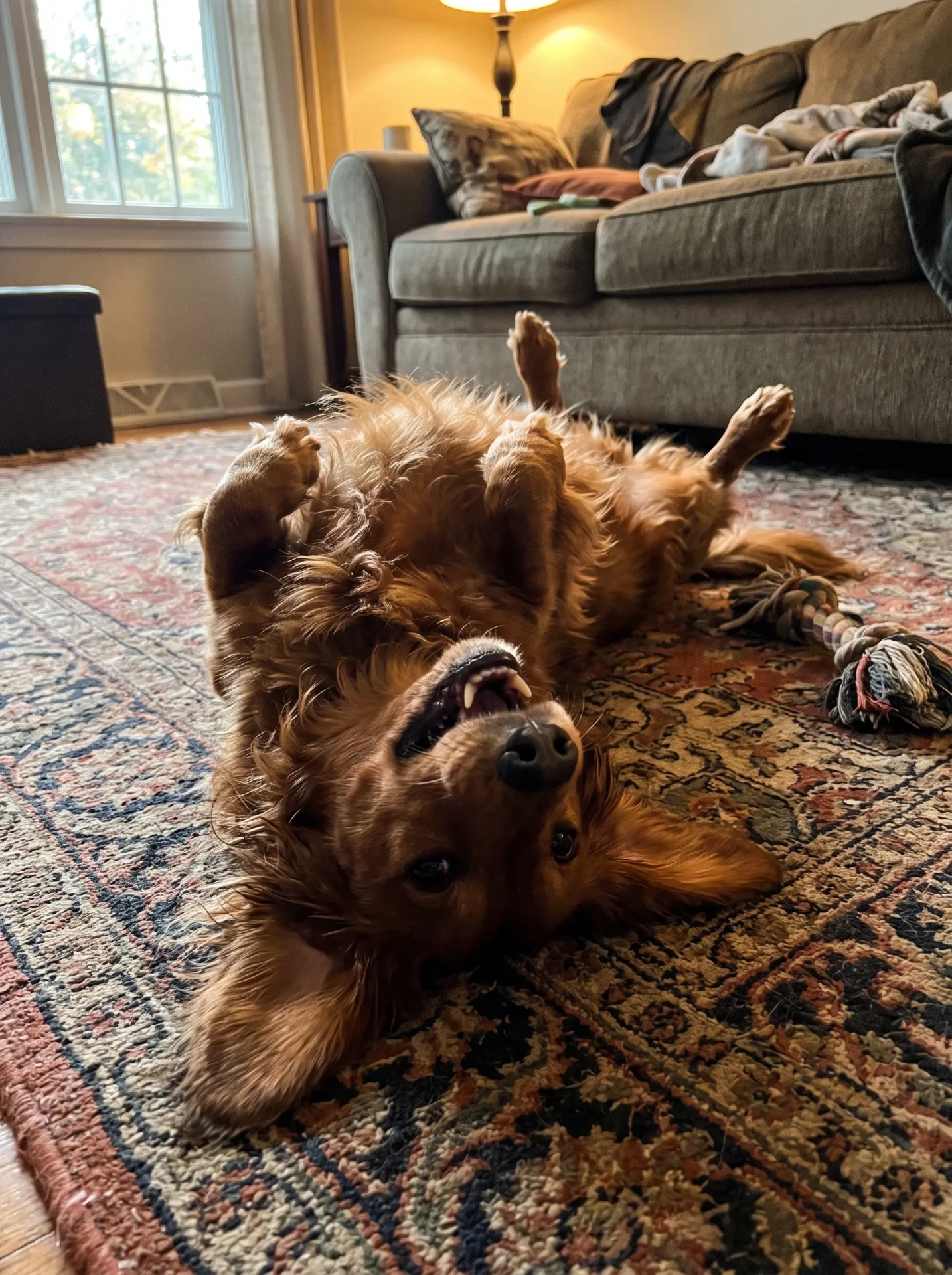 Maggie, Golden Doodle, 13 years old