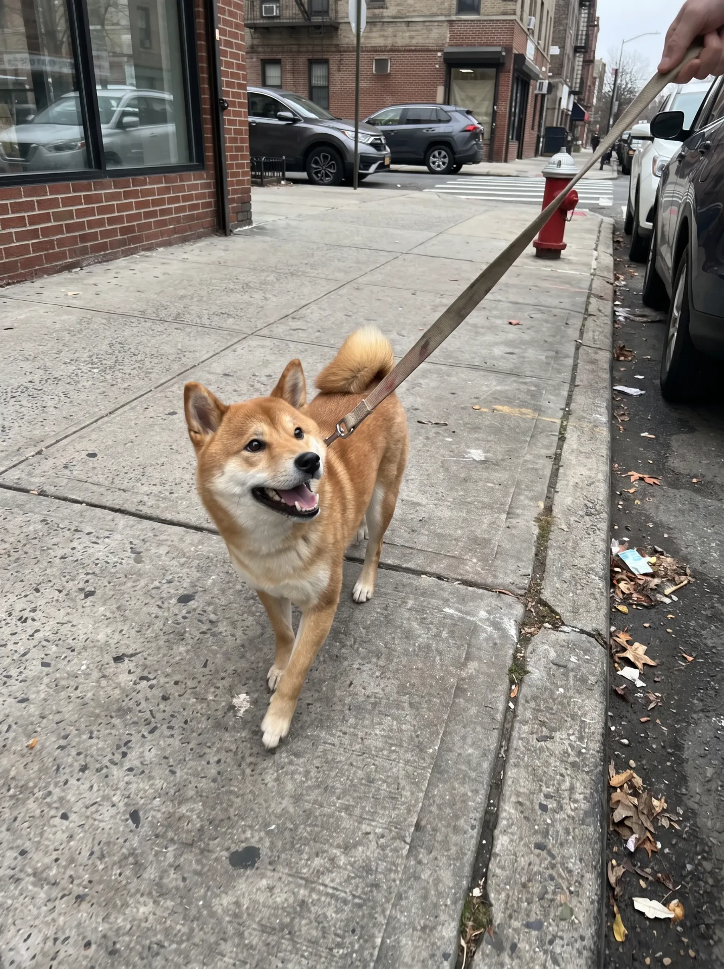 Zeus, Shiba Inu, 8 years old