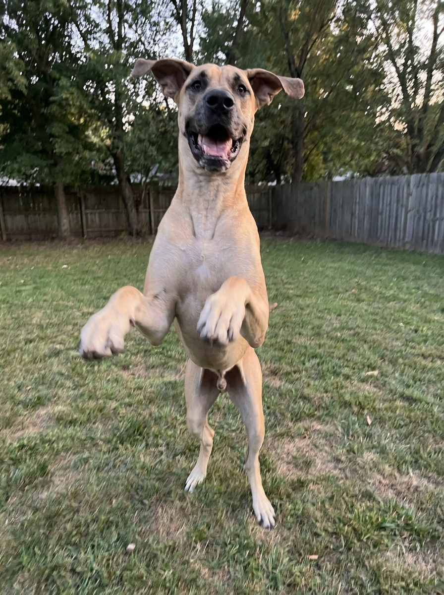 Rosie, Great Dane , 9 years old