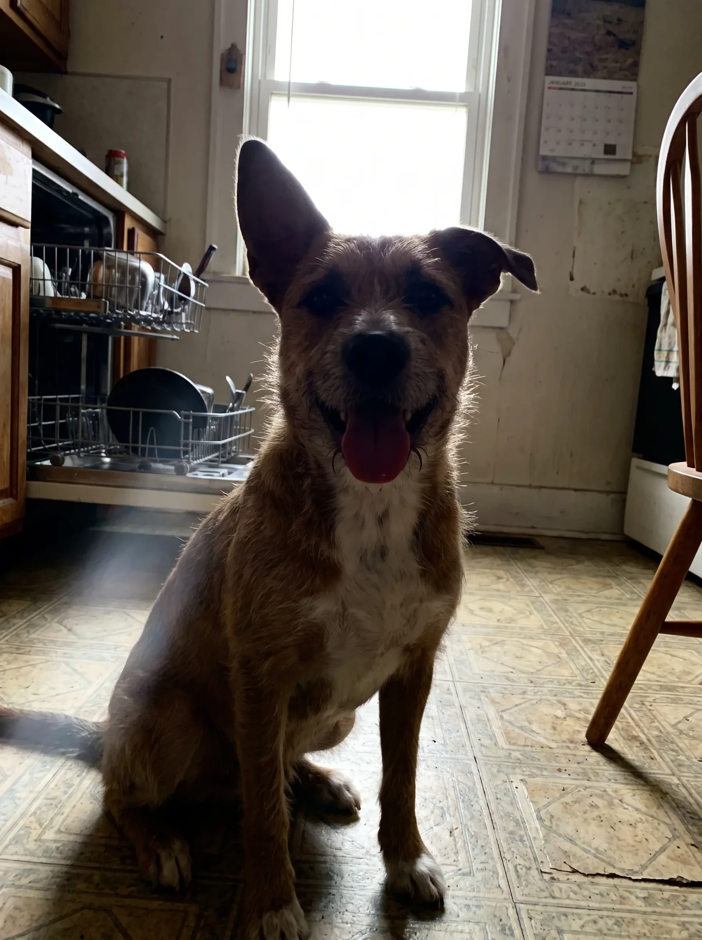 Sadie, Cairn Terrier Mix, 13 years old