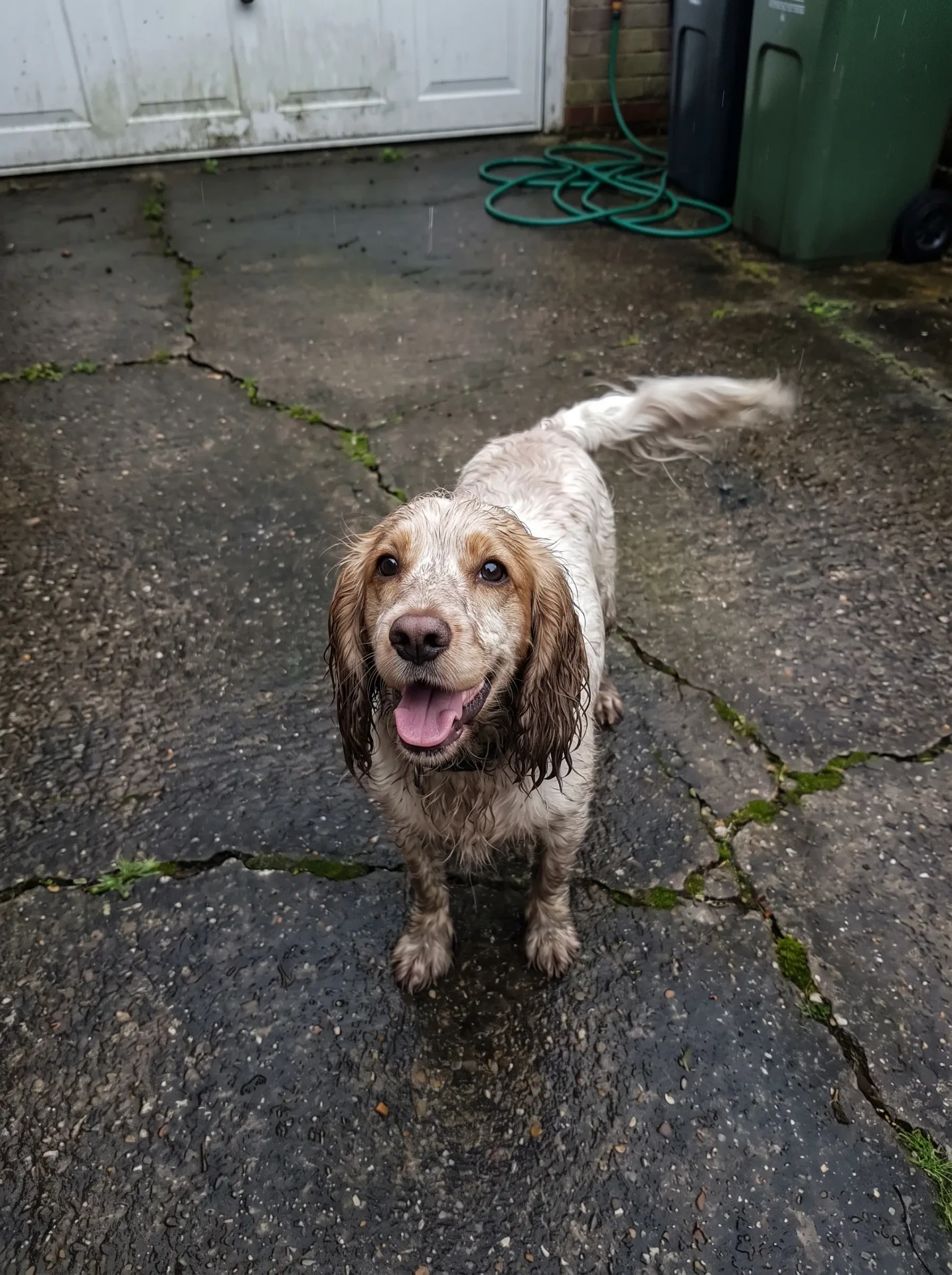 Molly, Cocker Spaniel, 9 years old