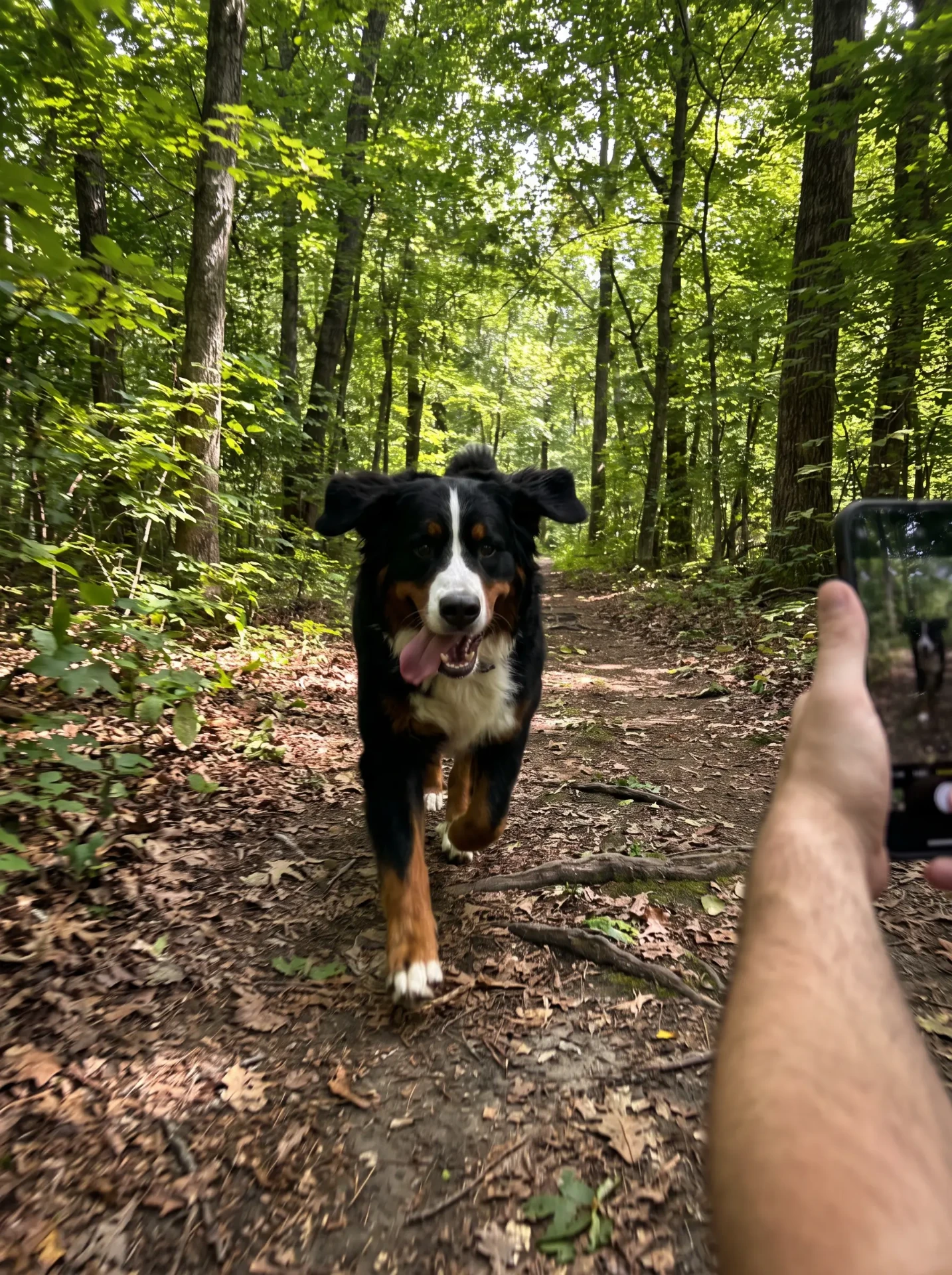 Rocky, Bernese Mountain Dog, 11 years old