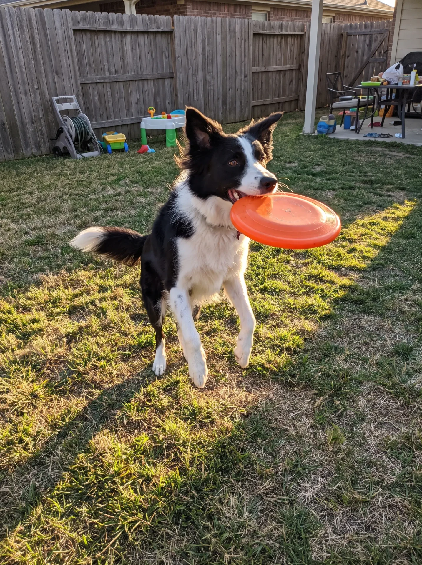 Scout, Border Collie, 8 years old
